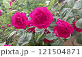 A bunch of pink roses are on a bush. Roses moves on the wind 121504871