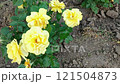 A bunch of yellow roses. Roses moves on the wind 121504873