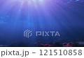 陽光傾瀉入海，大群日本蝗蟲 121510858