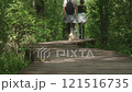 A couple and their dog walk along a wooden path in a summer forest 121516735