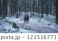 Couple walking on the trail in the winter forest 121516771