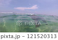 A green sea turtle emerges from the water, takes a breath, and dives back under the water 121520313
