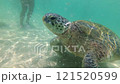 Green sea turtle close up underwater 121520599