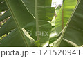 Banana leaves or young banana palm 121520941