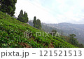 View of beautiful tea garden of Queen Darjeeling 121521513