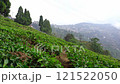 Darjeeling Happy Valley Tea Garden 121522050