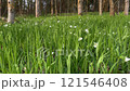 Field with tall grass and slow motionall white flowers 121546408