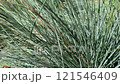 Festuca glauca 121546409