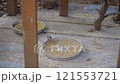 吃鳥 121553721