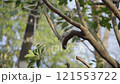 鳥停在樹上 121553722