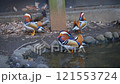 鳥兒在水邊 121553724