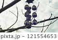 Elegant and Harmonious Wind Chimes Gracefully Hanging from a Tree Branch in Natures Embrace 121554653