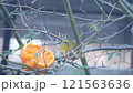 みかんをついばむメジロ～曇天 121563636