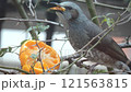ミカンをついばむヒヨドリ～曇天 121563815