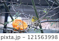 ミカンをついばむメジロ～曇天 121563998