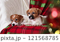 Two cute Jack Russell Terrier puppies are lying in a chair on a red blanket and looking away. In the foreground, Christmas lights and a spruce branch are out of focus. Slow motion video 121568785