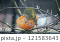 ミカンをついばむメジロ 121583643