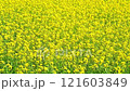 Field of rape blossoms in the countryside 121603849