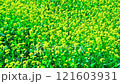 Beautiful yellow flowers field 121603931