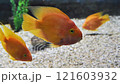 Beautiful yellow fish in water 121603932