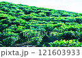Beautiful tea garden with jaflong 121603933