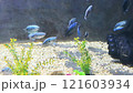 Beautiful small fish in water 121603934