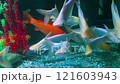 Beautiful green and red fish in water 121603943