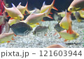 Beautiful fish in water 121603944