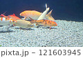 Beautiful colorful fish in water 121603945
