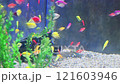 Beautiful colorful small fish in water 121603946