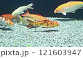 Beautiful colorful fish in water 121603947