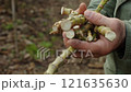 Joy of harvesting wild bamboo directly from the natural forested areas 121635630