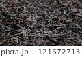 Dried black tea leaves in close detail. Macro shooting of ceylon tea. Slider shot. Textured surface, dark natural tones. Depth of field, selective focus. Beverage, wellness, health, herbal tea themes. 121672713