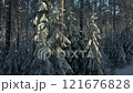 Spruces in snow in sun. Coniferous forest in winter. Branches of fir trees bent under snow 121676828
