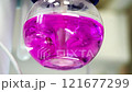 Pink liquid is stirred in a test tube. Round flask close-up. 121677299