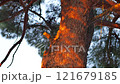 Pine tree illuminated at sunset. Tree trunk. Multicolored painted wooden boards on the fence around the playground are illuminated by the rays of the setting sun. Pula, Croatia - January 3, 2025 121679185