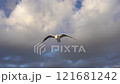 海鷗追遊船 121681242