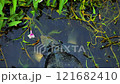 turtle partially submerged in water 121682410