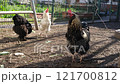 rooster and chickens 121700812