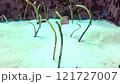 A cute garden eel poking its head out from the sand and swaying back and forth 121727007
