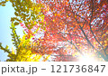 秋 イメージ 公園 紅葉-C 121736847