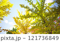 秋 イメージ 公園 紅葉-A 121736849