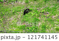 熊 知床 野生の熊 ドローン 121741145