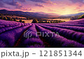 Lavender field with flowers planted in rows.  121851344