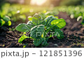 Young shoots of spinach in open ground 121851396