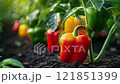 Sweet pepper growing in open ground 121851399