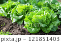 Green leaf lettuce growing in beds. 121851403