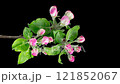 4K Time Lapse of blooming Apple flowers on black background. Spring timelapse of opening beautiful flowers on branches Apple tree. 121852067
