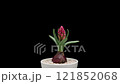 4K Time Lapse of growing and opening red Hyacinth flower, isolated on black background. Time-lapse of opening flower buds. 121852068