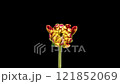 4K Time Lapse of blooming red and yellow Dahlia. Timelapse of growing and opening beautiful flower isolated on black background. Time-lapse close-up. 121852069